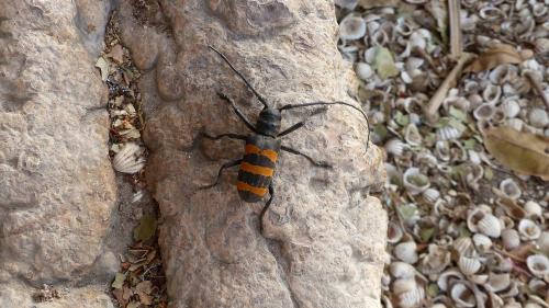 Réf. 199 792 : Analeptes trifasciata